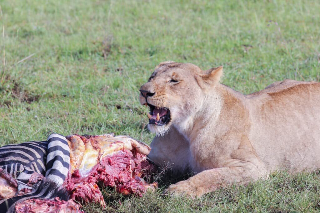 What to Expect on a Safari in Africa Lion Feasting On Zebra What to Expect on a Safari in Africa Lion Feasting On Zebra