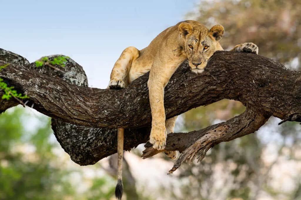 Big Five Safari Lion