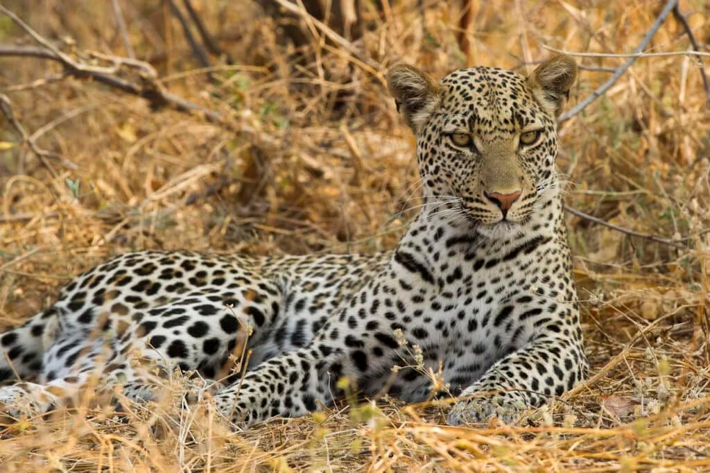Leopard in Ruaha National Park